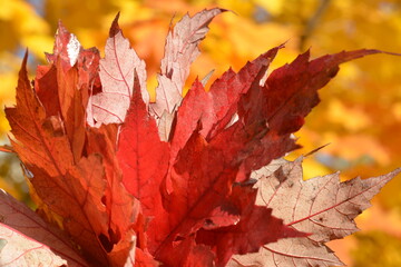 Bouquet of red maple leaves on a yellow blurry background