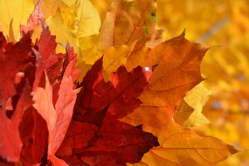 Yellow and red maple leaves on an blurry autumn background