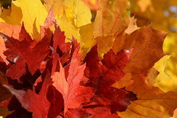 Large multi -colored maple leaves in the fall