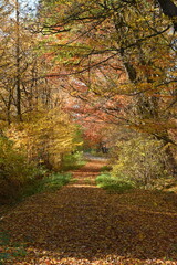 Forest road in fallen leaves. Tall trees with multi -colored leaves. Autumn