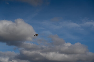 a peregrine falcon (Falco peregrinus, duck hawk) in flight