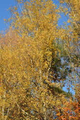 Fototapeta premium Old tall birch with yellow leaves
