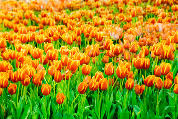 Tulips floral colourful spring tulip bunch