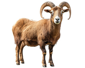 Obraz premium majestic brown ram with impressive curved horns stands proudly. Its thick fur and strong build highlight its natural beauty and strength