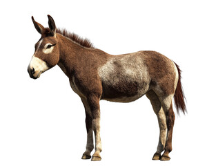 Fototapeta premium realistic brown donkey standing on transparent background, showcasing its unique features and fur texture. This animal represents strength and resilience