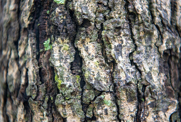 Bark pattern is seamless texture from tree.