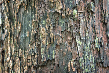Bark pattern is seamless texture from tree.