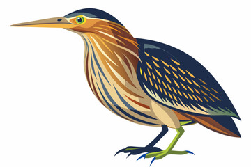  American bittern isolates on a white background.