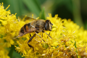 Closeup on a drone fly , Eristalix tenax Pollinating Yellow Flowers