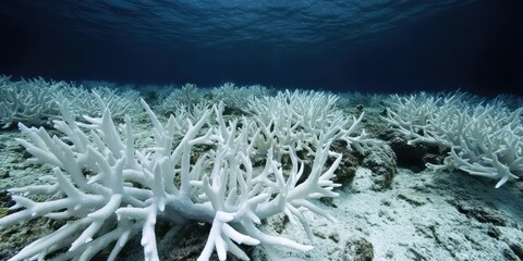 Obraz premium Bleached Coral Reef Affected by Rising Ocean Temperatures