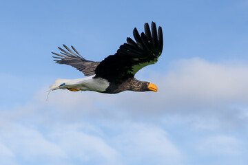 close-up of a Stellar's sea eagle (white-shouldered eagle, Pacific sea eagle, Haliaeetus pelagicus)...