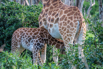 Obraz premium A giraffe - Giraffa camelopardalis - strolls across acacia, Giraffe Manor, Kenya