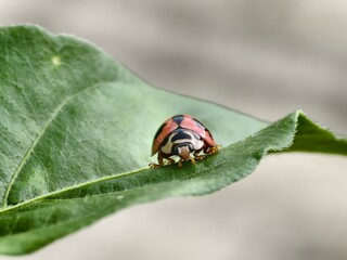 Coccinella transversalis beetle on chili leaves
