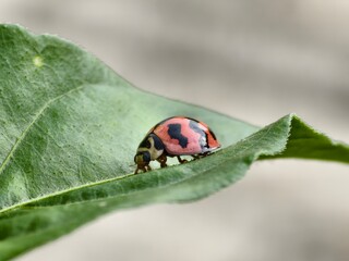 Coccinella transversalis beetle on chili leaves