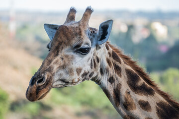 A giraffe - Giraffa camelopardalis - strolls across acacia, Giraffe Manor, Kenya