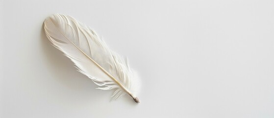 Elegant white feather on minimalist white background highlighting simplicity and tranquility wallpaper, banner