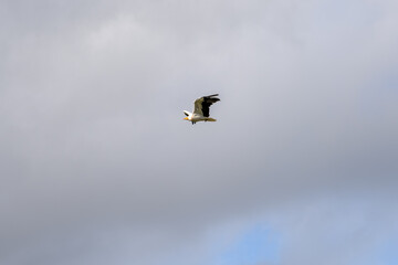 Egyptian Vulture (Neophron percnopterus, Alimoche Común) in flight