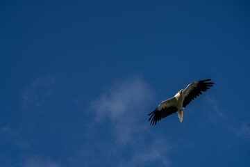 Close-up of Egyptian Vultures (Neophron percnopterus, Alimoche Común) in flight