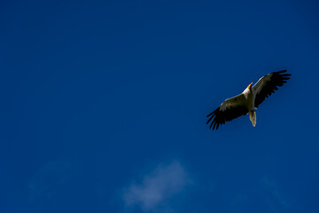 Close-up of Egyptian Vultures (Neophron percnopterus, Alimoche Común) in flight