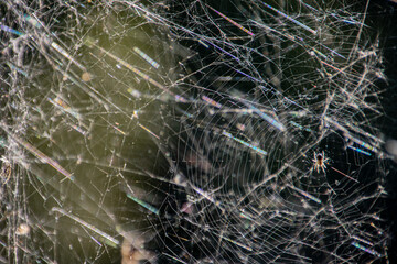 Tangled spider web illuminated by the sun