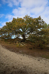 tree on the hill