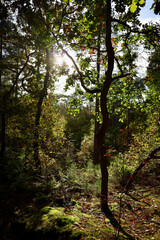 trees in the forest magical