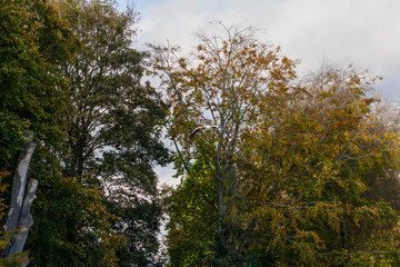 a white stork (Ciconia ciconia) in flight