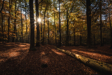 Fototapeta premium GOLDEN AUTUMN IN THE FOREST - Dry yellowed leaves and an old trunk of a fallen tree in the rays of the sun in a colorful beech forest