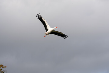 a white stork (Ciconia ciconia) in flight