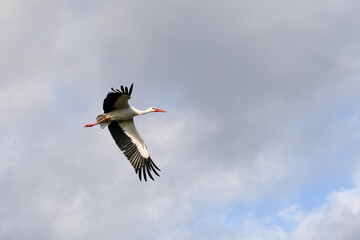 a white stork (Ciconia ciconia) in flight