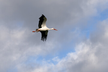 a white stork (Ciconia ciconia) in flight