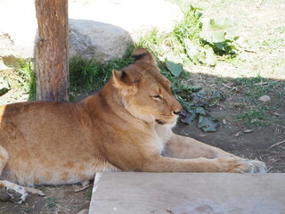 日陰で休む雌ライオン