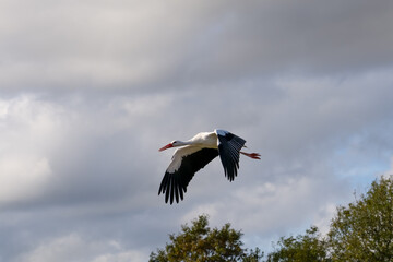 a white stork (Ciconia ciconia) in flight