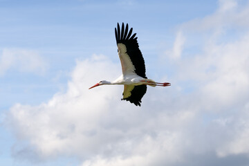 a white stork (Ciconia ciconia) in flight