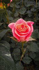single red rose