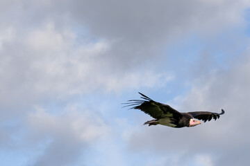 a Turkey vulture (Cathartes aura)
