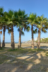 Palm trees casting shadows on a sandy beach with a view of the sea and distant city buildings under a clear blue sky. In Torre Bermeja beach, Benalmadena, Malaga, Andalusia, Spain
