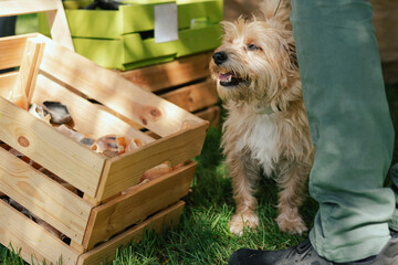 An obedient dog sniffs the goodies in the box on the grass at the feet of its owner. Pure Bred Dog...