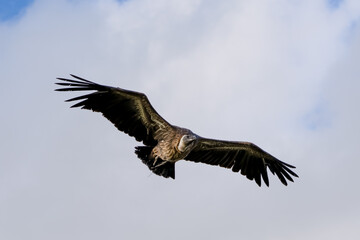 a Turkey vulture (Cathartes aura) in flight