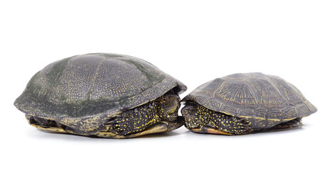 Obraz premium Big and a small turtle.