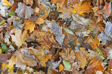 Carpet of frost-covered fallen leaves, autumn background, texture