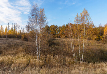 birch trees with leafless leaves on the background of an orange autumn forest