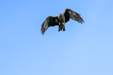 close-up of a black kite (Milvus migrans) in flight