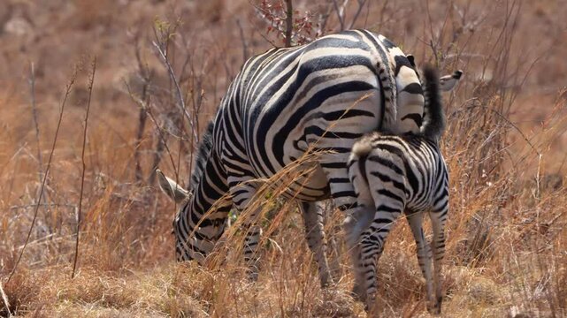 A 4K High Res clip of a baby zebra standing beside its mother inthe bushveld, drifting to sleep in the heat and attempting to nurse, capturing tender wildlife moments. Taken during a Safari Game Drive