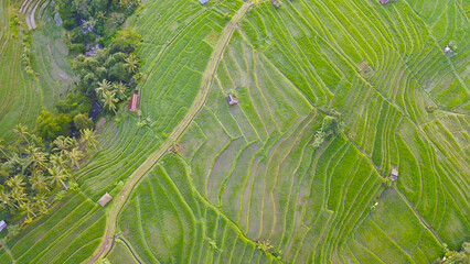Aerial view of lush rice terraces in Bali, Indonesia, March 2024