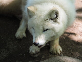 美しい毛色のホッキョクギツネ