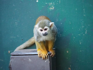 可愛らしいリスザル