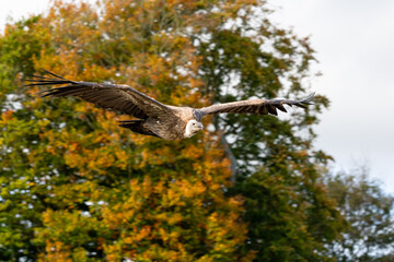a Turkey vulture (Cathartes aura)
