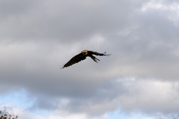a black kite (Milvus migrans) in low-level flight 