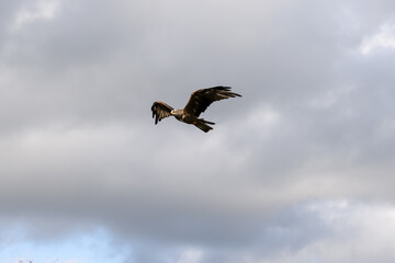 a black kite (Milvus migrans) in low-level flight 